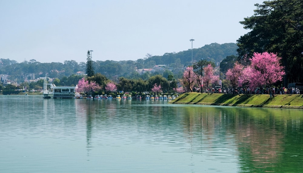 Hàng cây mai anh đào khoe sắc hồng tươi thắm bên bờ hồ Xuân Hương